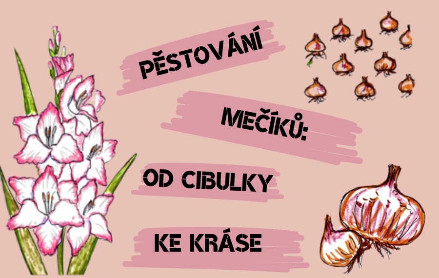 Jak pěstovat mečíky (gladioly)