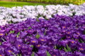 Krokus Flower record (velkokvětý)