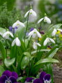 Sněženka woronowova - Galanthus woronowii