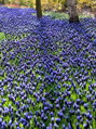 Modřenec širokolistý - Muscari latifolium