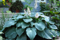 Hosta Big Daddy