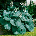 Hosta Big Daddy