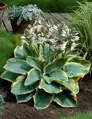 Hosta sieboldiana Frances Williams