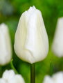 Tulipán White prince 