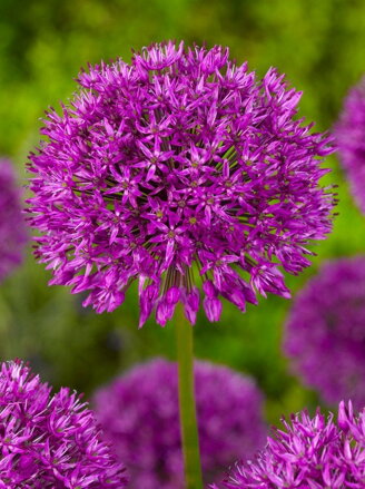 Česnek - Allium Purple Sensation