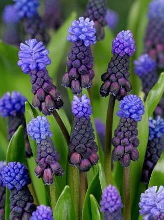 Modřenec širokolistý - Muscari latifolium