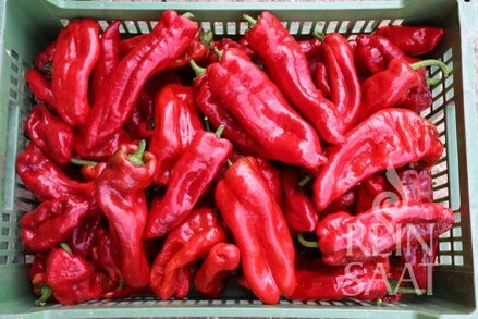 Bio paprika Dulce Italiano