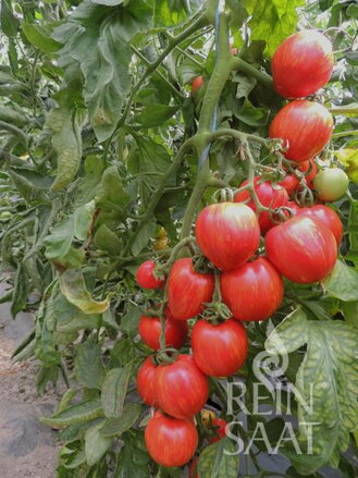 Bio rajče Shimmeig Creg Bio rajče Shimmeig Creg
