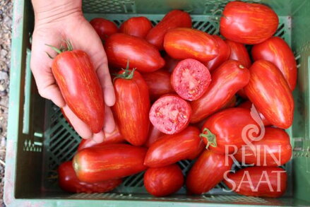 Bio rajče Roma Strièe Bio rajče Roma Strièe