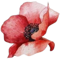 MÁK VELKOKVĚTÝ (PAPAVER)