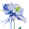 ORLÍČKY (AQUILEGIA)