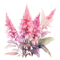 ČECHRAVY (ASTILBE)