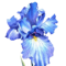 KOSATCE (IRIS)