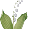 KONVALINKY (CONVALLARIA)