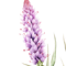 ŠUŠKARDY (LIATRIS)