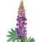 LUPINY (LUPINUS)