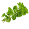 DOBROMYSL, OREGANO