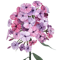 PLAMENKY (PHLOX)