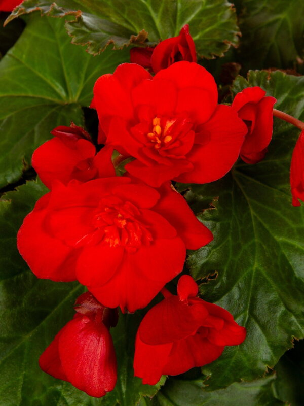 Begonie Pendula Red