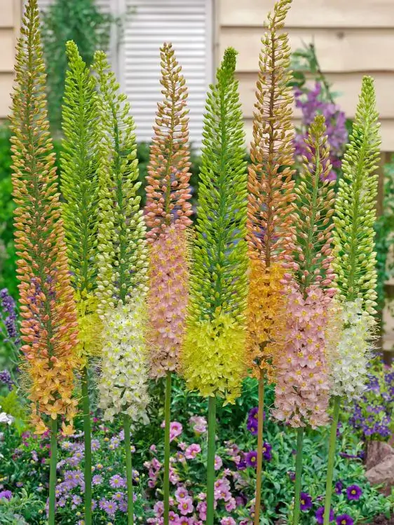 Liliochvostec - Eremurus Ruiter Mix barev