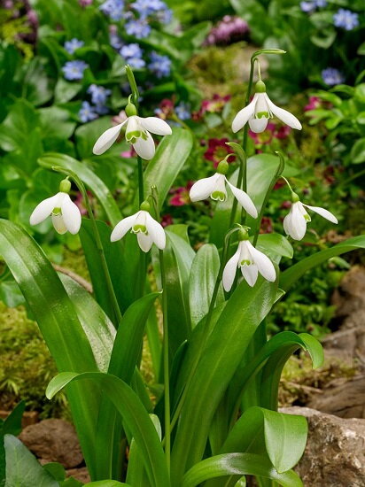 Sněženka woronowova - Galanthus woronowii Sněženka woronowova - Galanthus woronowii