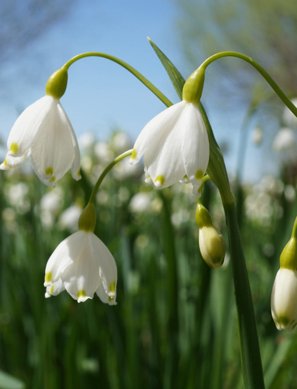 Bledule letní "Gravetye Giant" - Leucojum aestivum Bledule letní "Gravetye Giant" - Leucojum aestivum