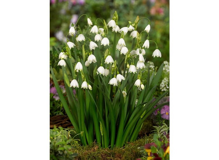 Bledule letní - Leucojum aestivum Bledule letní - Leucojum aestivum