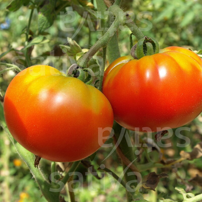 Bio rajče Rouge de Marmande