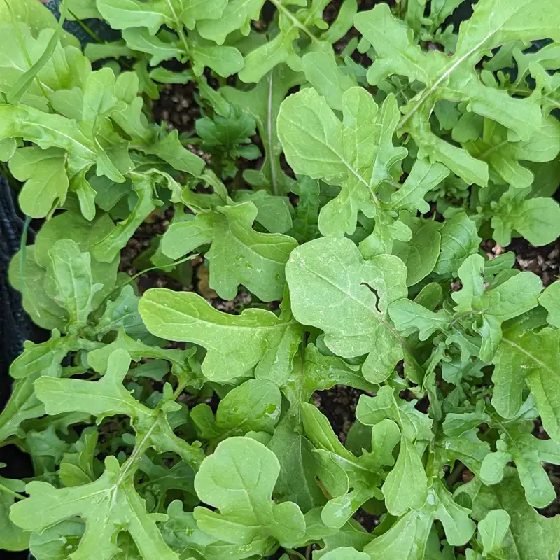 Bio rukola Arugula