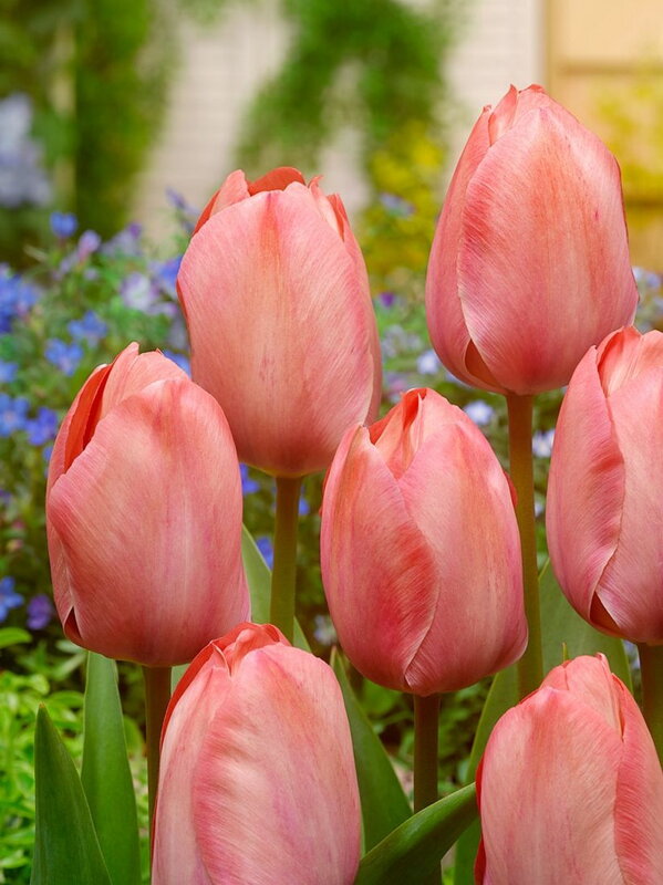 Tulipán Mystic van Eijk 