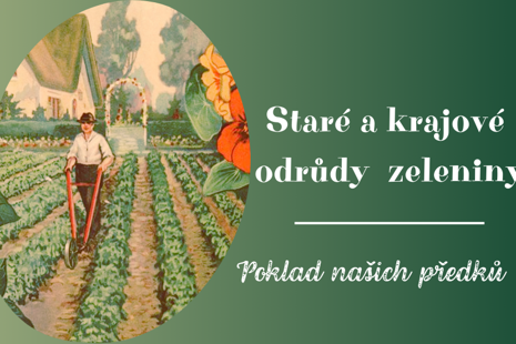 Staré a krajové odrůdy zeleniny