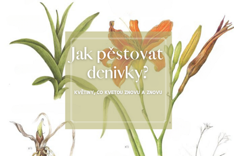 Jak pěstovat denivky