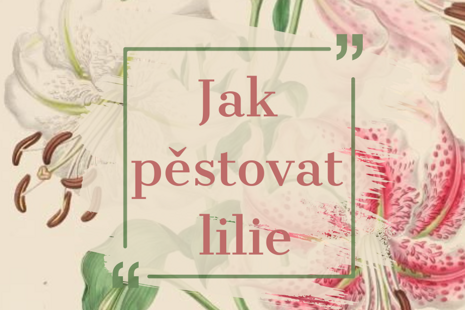 Jak pěstovat lilie: Krok za krokem k rozkvetlým liliím