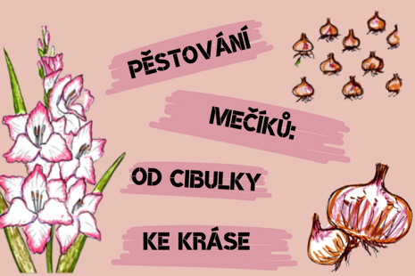 Jak pěstovat mečíky (gladioly)