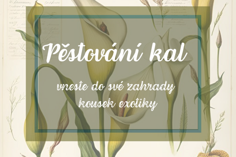 Jak pěstovat kaly (Zantedeschia) na zahradě